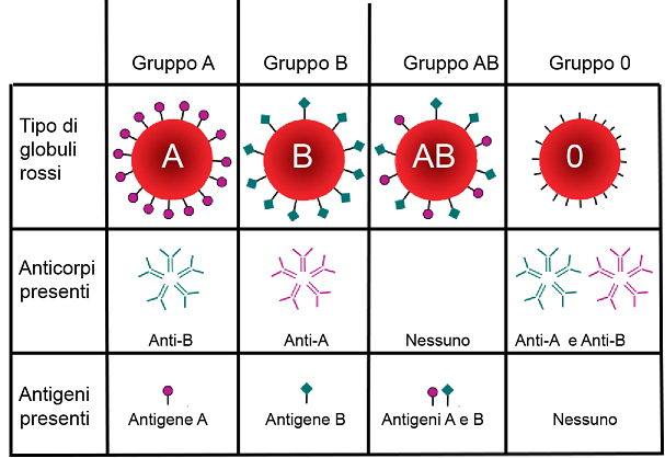 Anticorpi gruppi sanguigni
