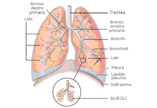 Respirazione polmonare