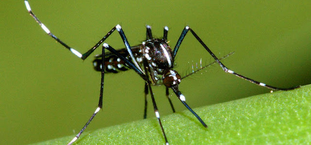 Quanto vive una zanzara